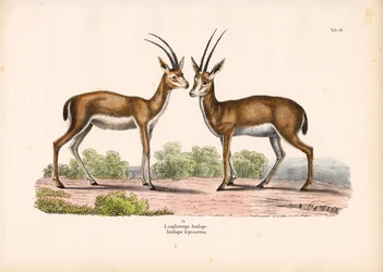 Long-horned Antelope in Savanna Landscape