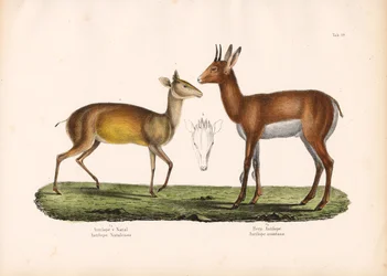 Natal Antelope and Mountain Antelope