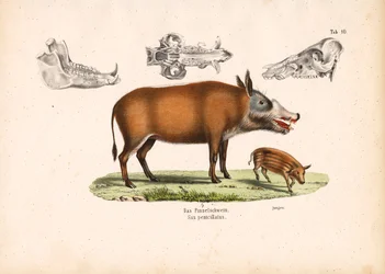 Red River Hog with Juvenile and Skull Views