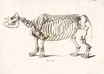 Skeleton of the Indian Rhinoceros