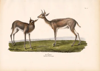 Southern Reedbuck