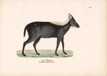 The Sumatran Serow