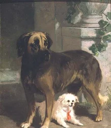 A Mastiff and a Bichon