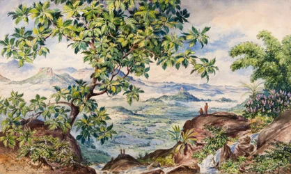 Study of Bread Fruit Tree, Allegalla Peak