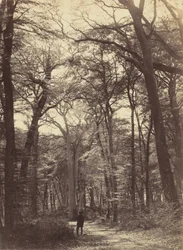 Forest Scene