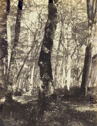 Study in the Barbizon Forest