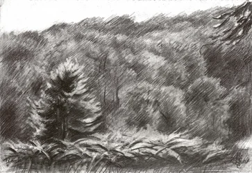 Pine Forest Drawing