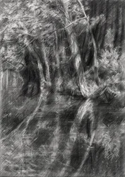 Shaded Forest Stream