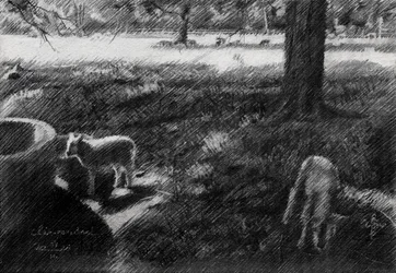 Shaded Pasture Sheep Sketch