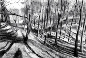 Winter Forest Path