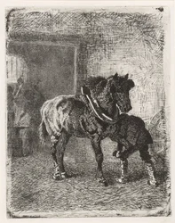 Horse Being Shod in a Blacksmith
