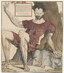 The Veins of the Human Body