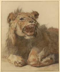 A Lion Snarling
