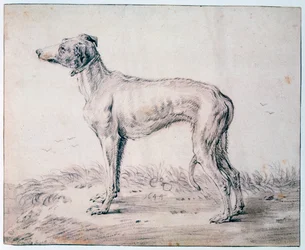Greyhound