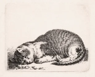 Sleeping Cat
