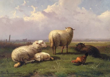 Sheep Dozing in a Pasture