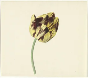 Tulip Named Bizard Pontifex Romanus