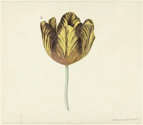 Tulip Named Bizard Sub. A