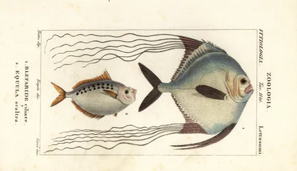 African Pompano, Alectis ciliaris, Blepharis ciliaris, Blefaride ciliare 1 and Ponyfish, Poulain ruse, Leiognathus equulus 2