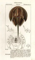 Atlantic horseshoe crab, Limulus polyphemus