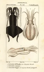 Clubhook squid, European squid and cuttlefish