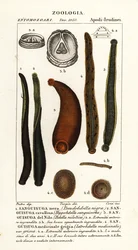 Common black leech