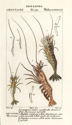 Common Shrimp, Crangon crangon 1, Pink Shrimp, Pandalus montagui 2, and Aegaeon cataphractus 3