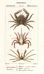 Coral Clinging Crab, Arrow Crab and Leach