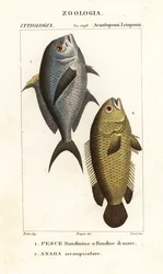 Damselfish and climbing perch