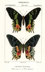 East African sunset moth