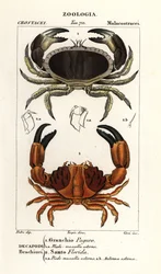 Edible Crab and Furrowed Crab
