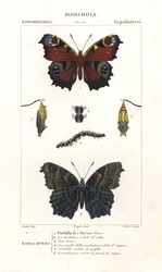 European peacock butterfly, Aglais io