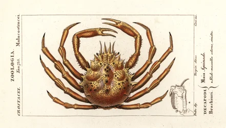 European spider crab