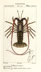 European Spiny Lobster, Palinurus Elephas