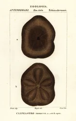 Flat sea biscuit, Clypeaster rosaceus
