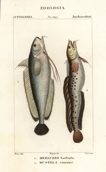 Forkbeard, Phycis phycis and fivebeard rockling, Ciliata mustela