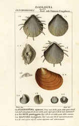 Fossils of extinct scallops