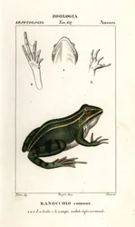 Green frog, Pelophylax kl esculentus