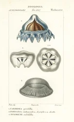 Helmet Jellyfish, Periphylla periphylla 1, Phorcynia cudonoidea 2, and Eulimene ciclophylla 3