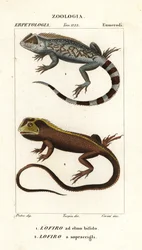 Lyreshead Lizard, Lyriocephalus scutatus 1 and Diving Lizard or Mophead Iguana, Uranoscodon superciliosus 2