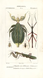 Mantis, Leaf Insect, Stick Insect, etc.