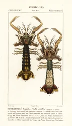 Mantis Shrimp, Lysiosquilla Scabricauda
