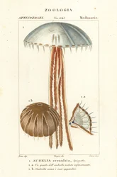 Moon Jellyfish, Aurelia crenulata