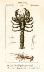 Mud lobster and mud shrimp