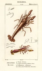 Mud lobster and mud shrimp