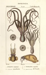 Octopus and Squid Species