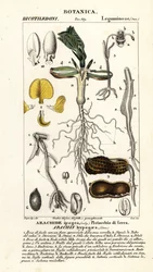 Peanut or Groundnut, Arachis hypogaea
