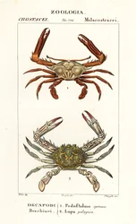 Periscope Crab and Flower Crab