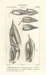 Siphonophores, Diphyes dispar, Diphyes boryi