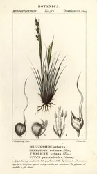 Speargrass, Piptochaetium panicoides